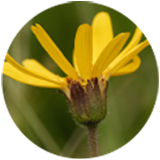 Arnika